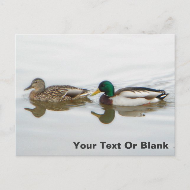 Mallards Ankündigungspostkarte (Vorderseite)