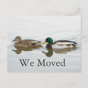 Mallards Ankündigungspostkarte