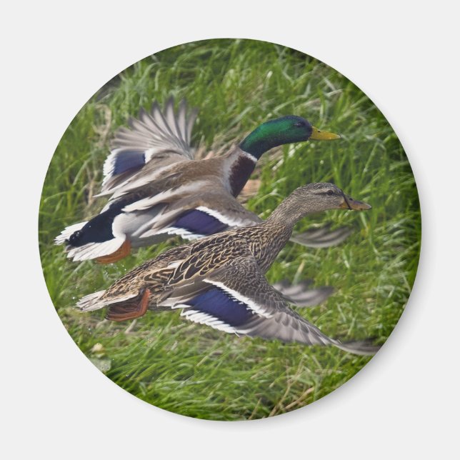 Mallards Flying Magnet (Vorne)