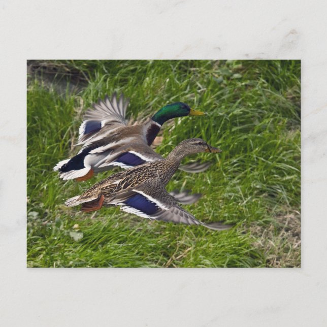 Mallards Flying Postcard Postkarte (Vorderseite)