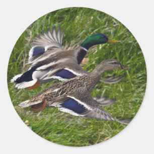 Mallards Flying Runder Aufkleber