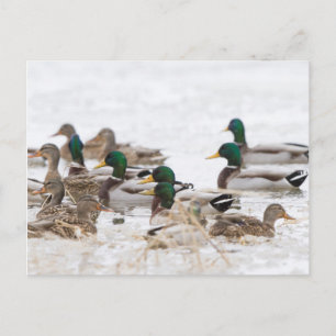 Mallards in Feuchtgebieten im Winter Postkarte