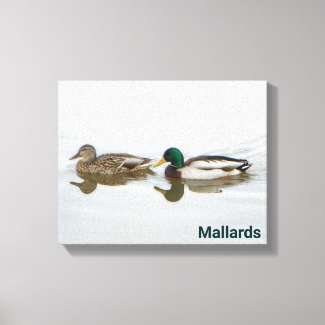 Mallards Leinwanddruck (Vorderseite)