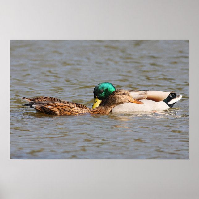 Mallards Poster (Vorne)