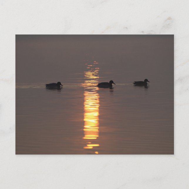 Mallards Postkarte (Vorderseite)