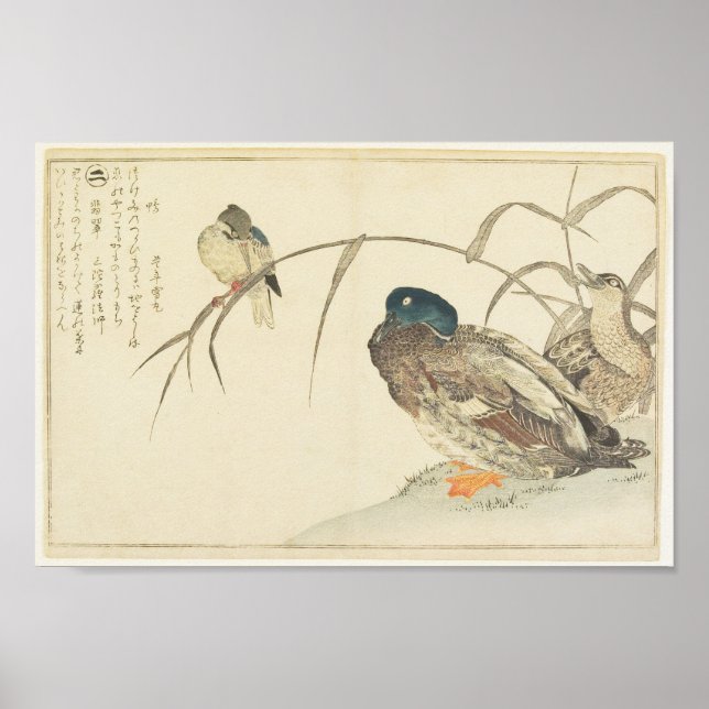 Mallards und Kingfisher (Utamaro) Poster (Vorne)