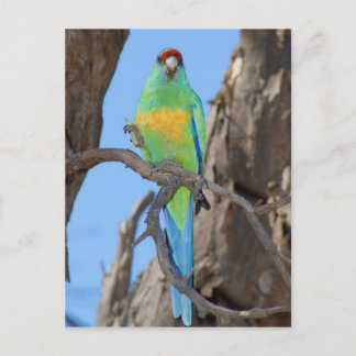 Mallee Ringneck Parrot Postkarte