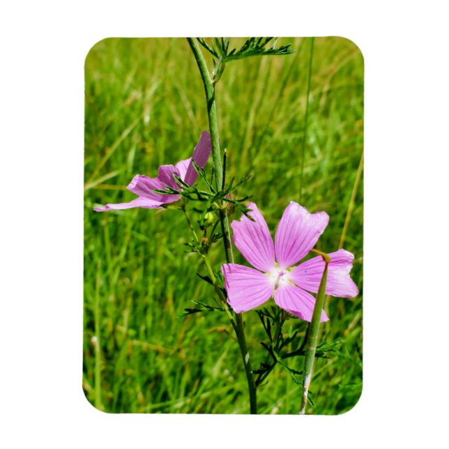 Mallow Magnet (Vertikal)
