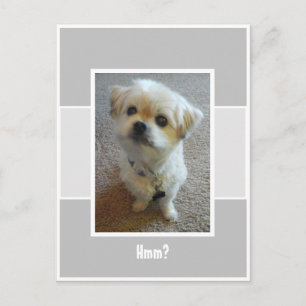 Malshi Dog Wonder Postcard Postkarte
