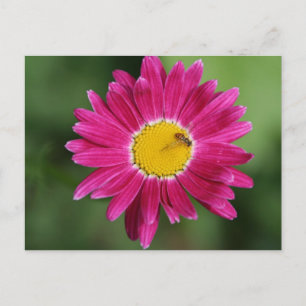 Malte Daisy Cards und mehr Postkarte