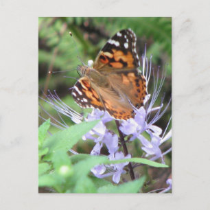 Malte Lady Postcard Postkarte