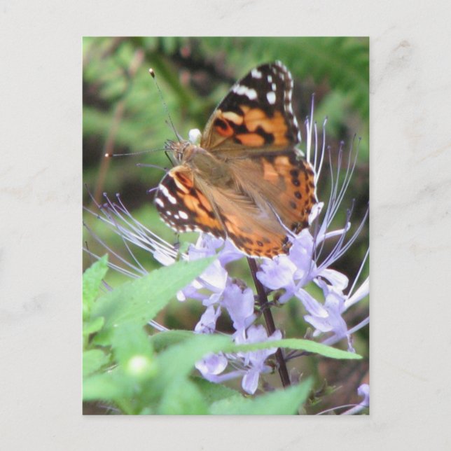 Malte Lady Postcard Postkarte (Vorderseite)