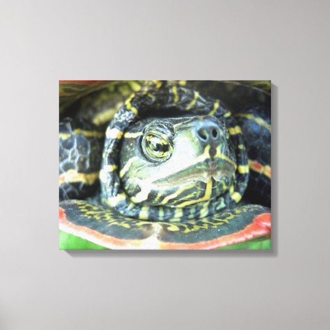 Malte Schildkröte (Chrysemys picta) 2 Leinwanddruck (Vorderseite)