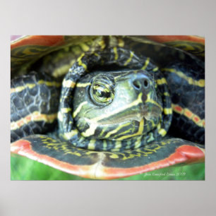 Malte Schildkröte (Chrysemys picta) 2 Poster