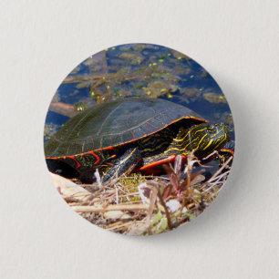Malte Schildkröte (Chrysemys picta) 3 Button