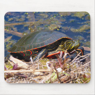 Malte Schildkröte (Chrysemys picta) 3 Mousepad