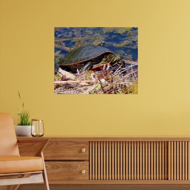 Malte Schildkröte (Chrysemys picta) 3 Poster (Wohnzimmer 2)