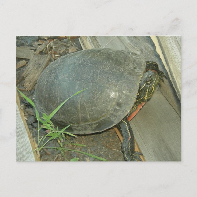 Malte Schildkröte (Chrysemys picta) Postkarte (Vorderseite)