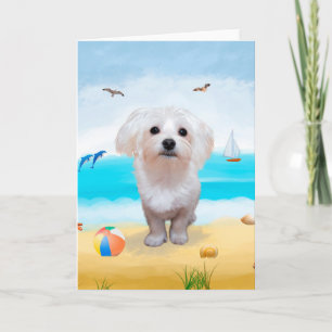 Maltese Dog on Beach Karte