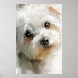Maltese dog watercolor portrait poster