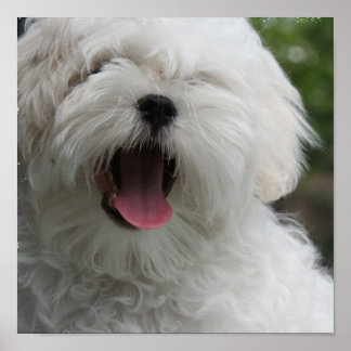 Malteser Hund drucken Poster
