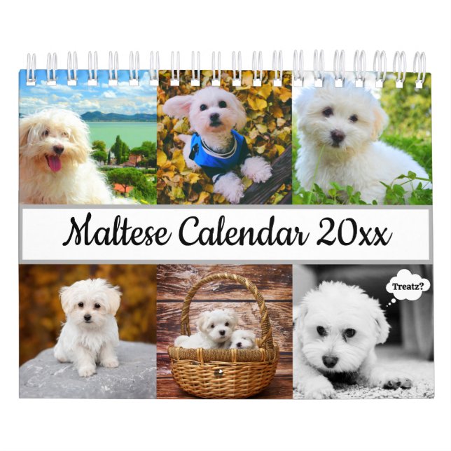Malteser Hund Kalender (Titelbild)