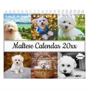 Malteser Hund Kalender