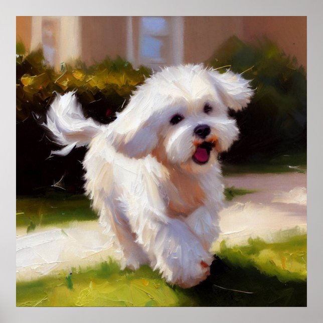 Malteser Hund Poster (Vorne)
