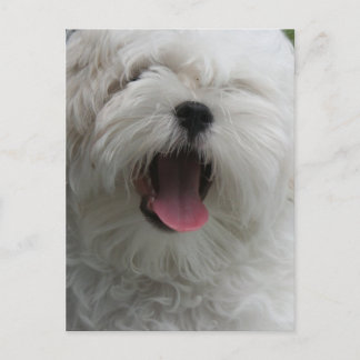 Malteser Hund Postkarte