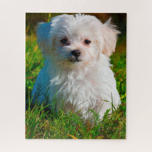 Malteser-Hund. Puzzle