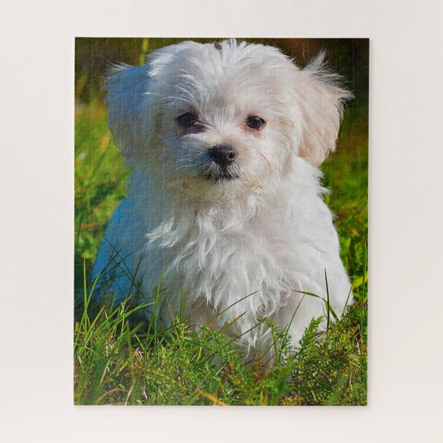 Malteser-Hund. Puzzle (Vertikal)
