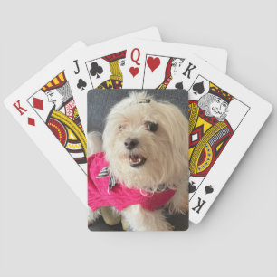 Malteser Hund Spielkarten