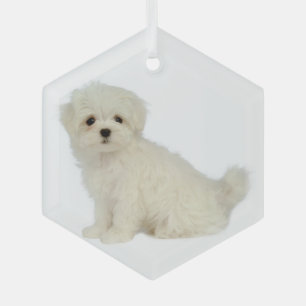 Malteser Hund Tierglas-Ornament Ornament Aus Glas
