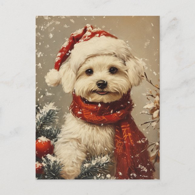 Malteser Hund Weihnachten Postkarte (Vorderseite)