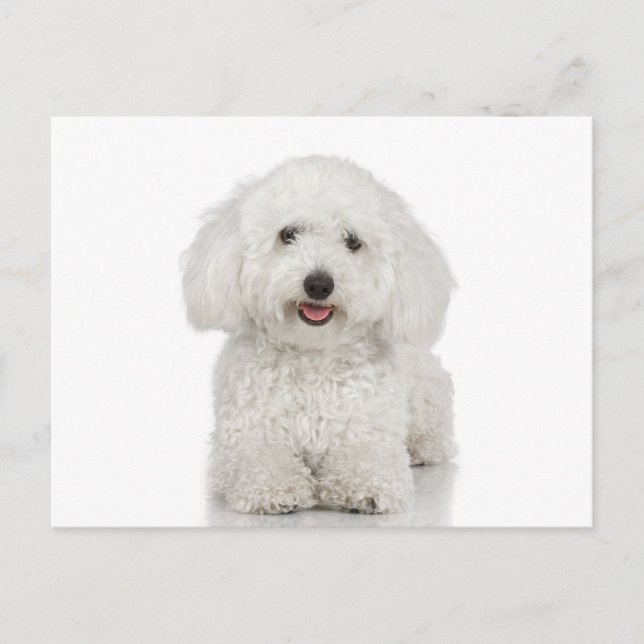 Malteser Hund White Postkarte (Vorderseite)