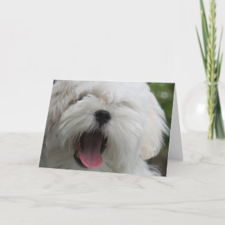 Malteser Hundeausweis Karte