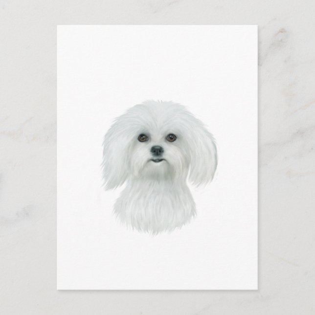 Malteser Kopfportrait Postkarte (Vorderseite)