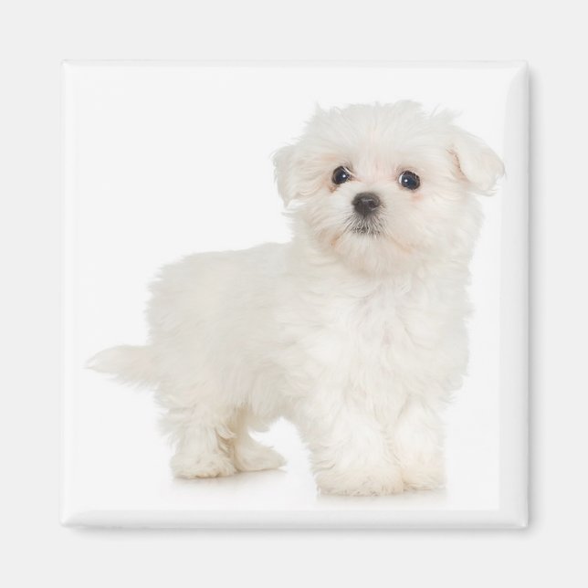 Malteser Magnet (Vorne)