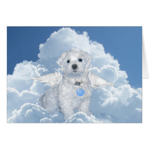 Malteser Rettungsanker