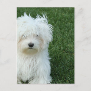 Malteser Rettungskarte Postkarte