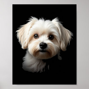 Malteser Schwarzer Hund - Malteser Gesicht Poster