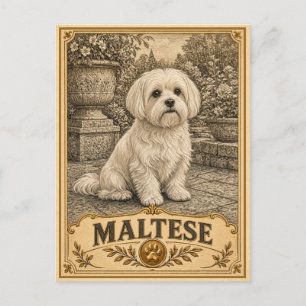 Malteser, Vintage Heritage Hund Postkarte