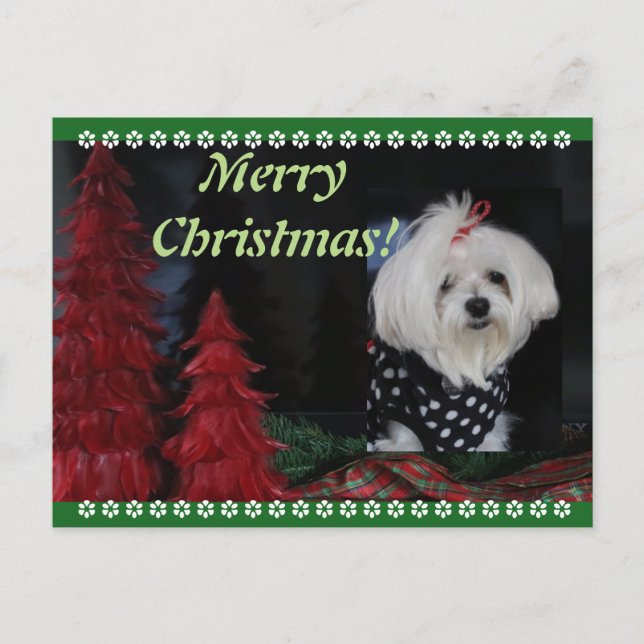 Malteser Weihnachten (Vorderseite)
