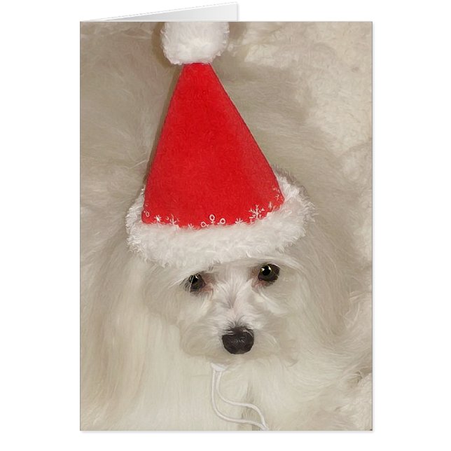 Malteser Weihnachten (Vorne)