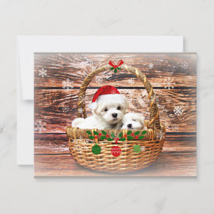 Malteser Weihnachtswelpen Feiertagskarte