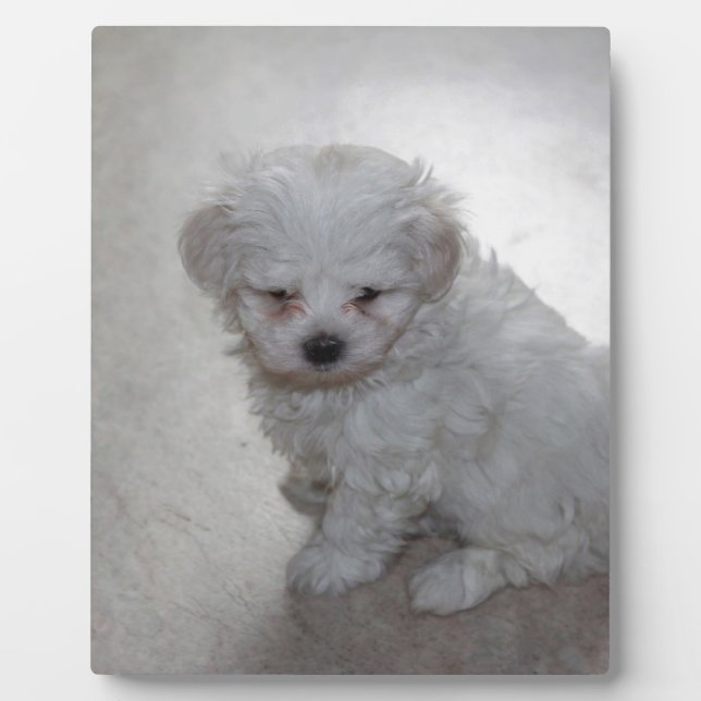 Malteser Welpe (9 Monate alt) Fotoplatte (Vorderseite)
