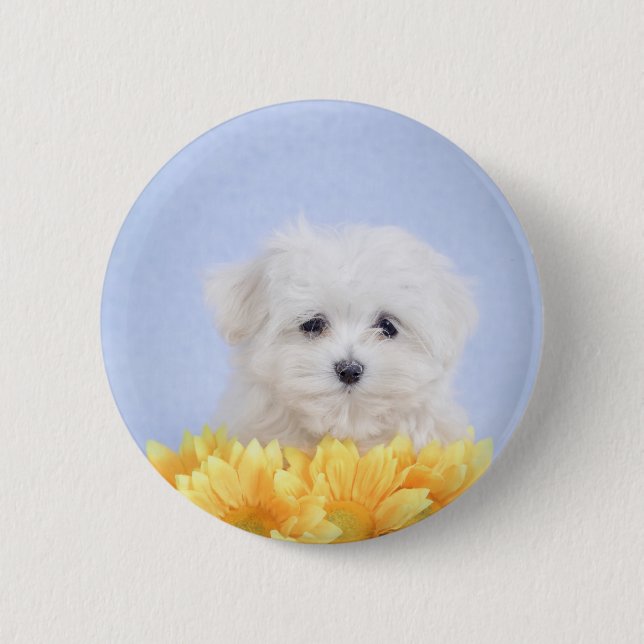 Malteser Welpe Button (Vorderseite)
