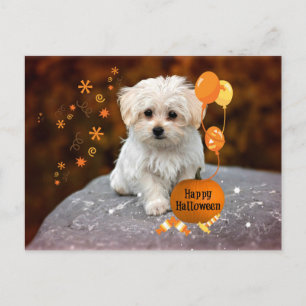 Malteser-Welpe feiert Halloween Postkarte