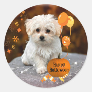 Malteser-Welpe feiert Halloween Runder Aufkleber