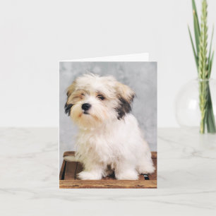 Malteser-Welpen-Hund leere Karte